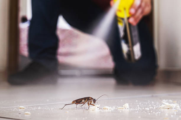 Best Best Pest Control Companies  in Avalon, CA